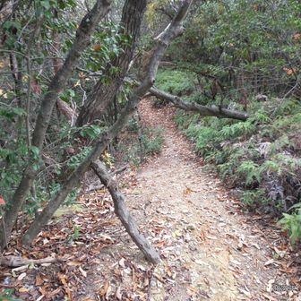 道らしくなった