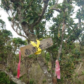 雨乞から5分程だけど、通る人が少ないのか熊笹が腰ぐらいまで伸びてて、藪漕ぎならぬ笹漕ぎだった😅