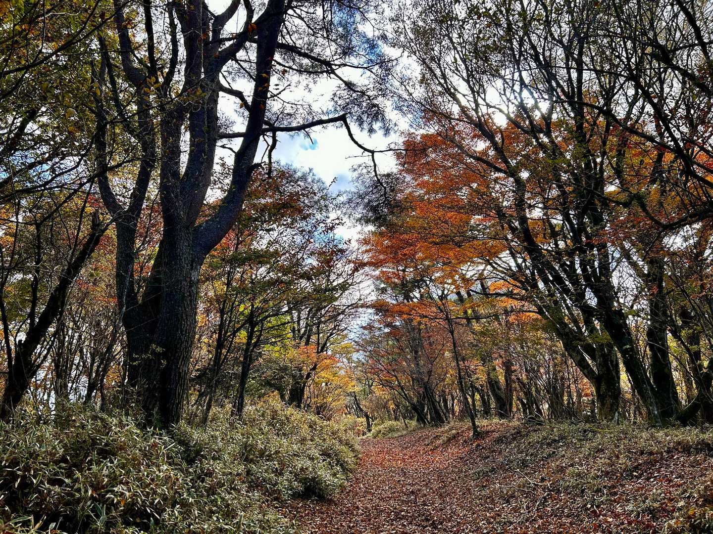 金時山登山口-丸鉢山-金時山 往復コースの写真