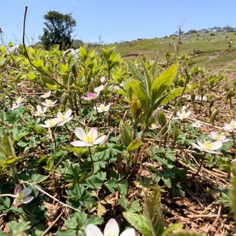 最高のロケーションだけど、風が強くてこちら側にテントは難しいかな😅
他の皆さんは丘の上の夜景が見える場所に貼ってる方が多かったかな。
でも翌日お会いした時に、風強すぎて💦小屋横が正解👍っておっしゃってました😅
