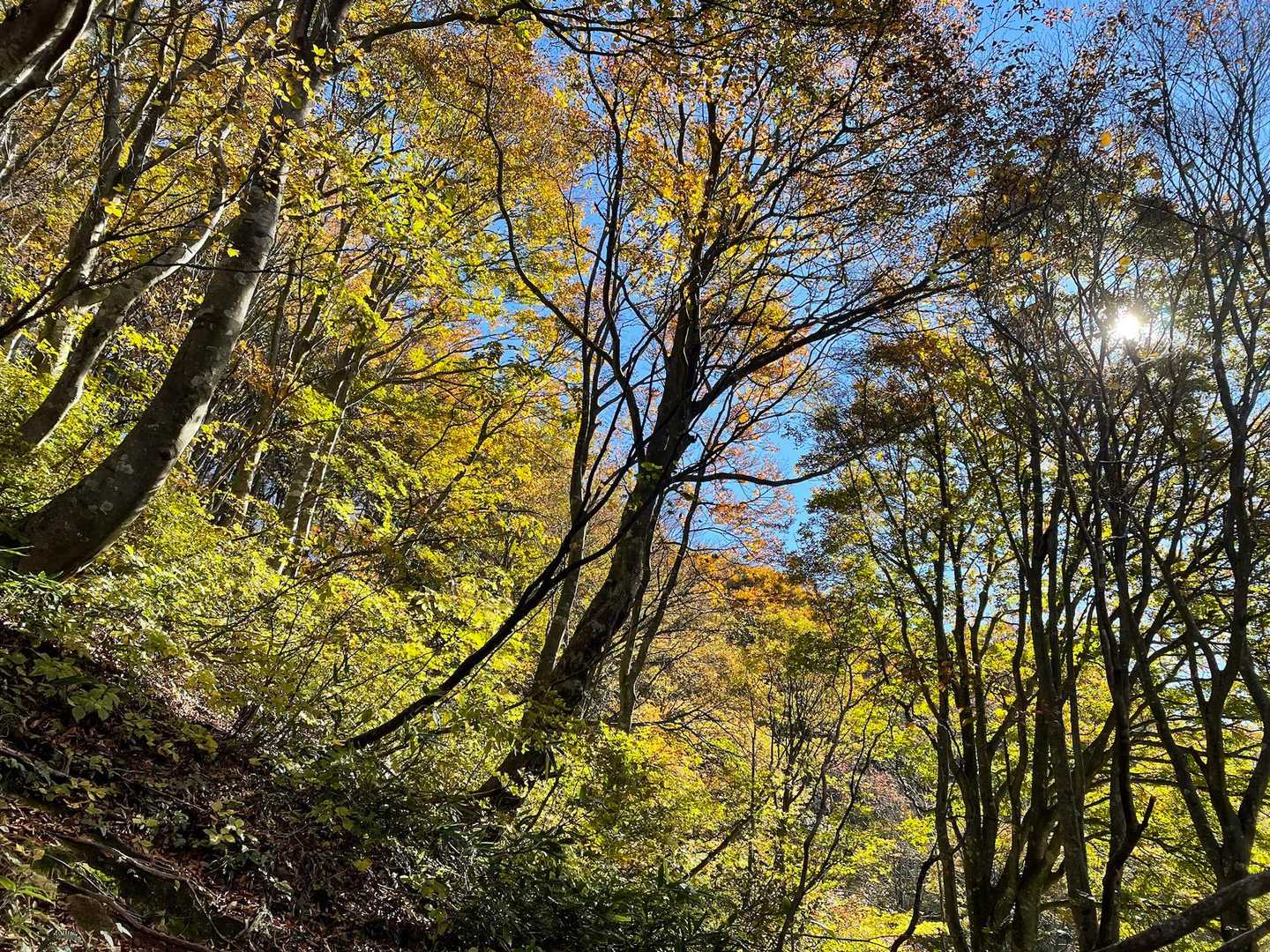 花は無い。
紅葉の「紅」無く黄色有り。
青空に雲ひとつ無し。