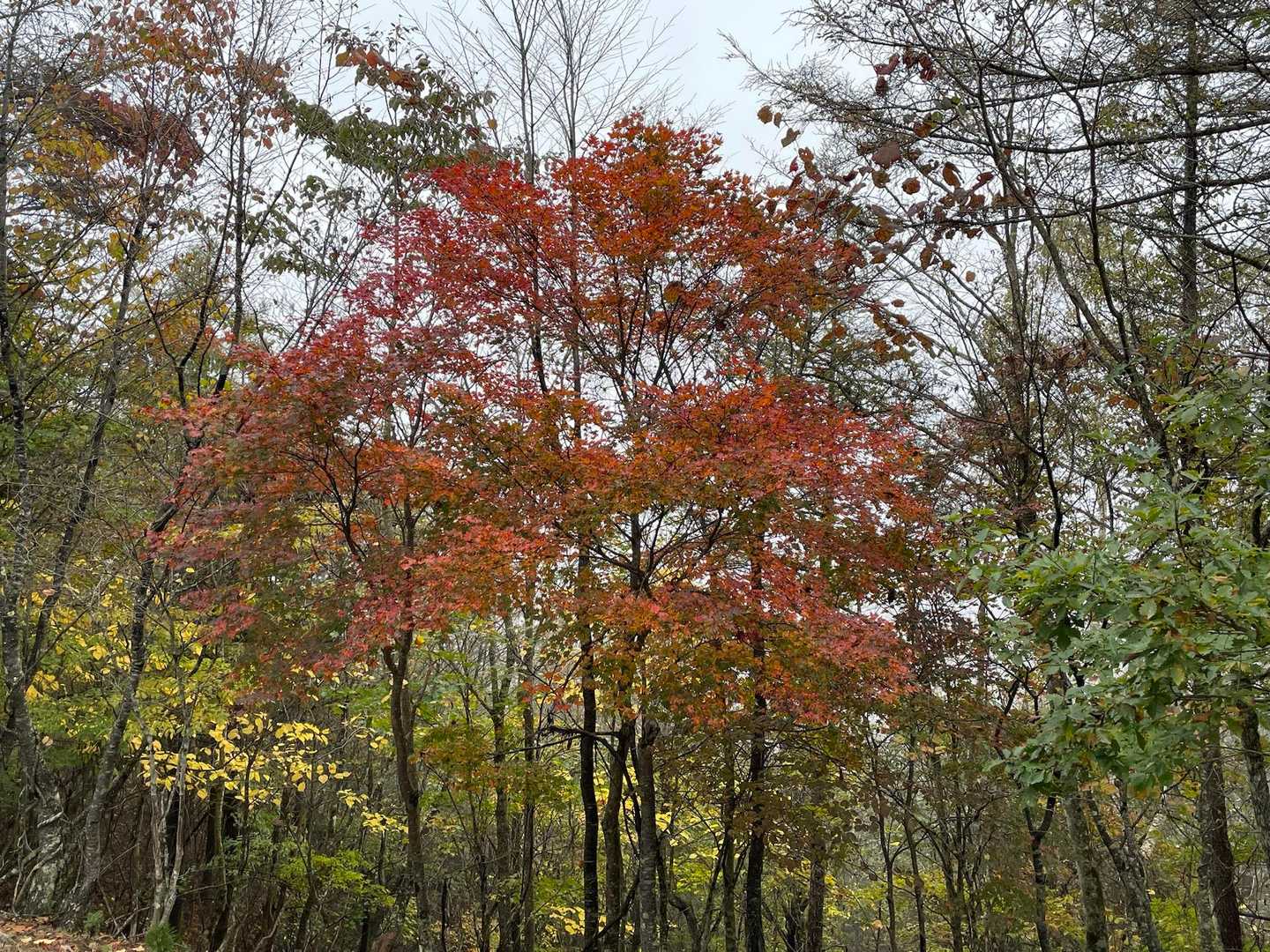 滝子山 | 秀麗富嶽十二景の展望峰を、JR笹子駅から周回するメジャールートの写真