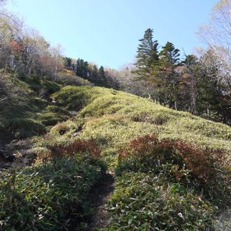 ここから笹道の登りになります。