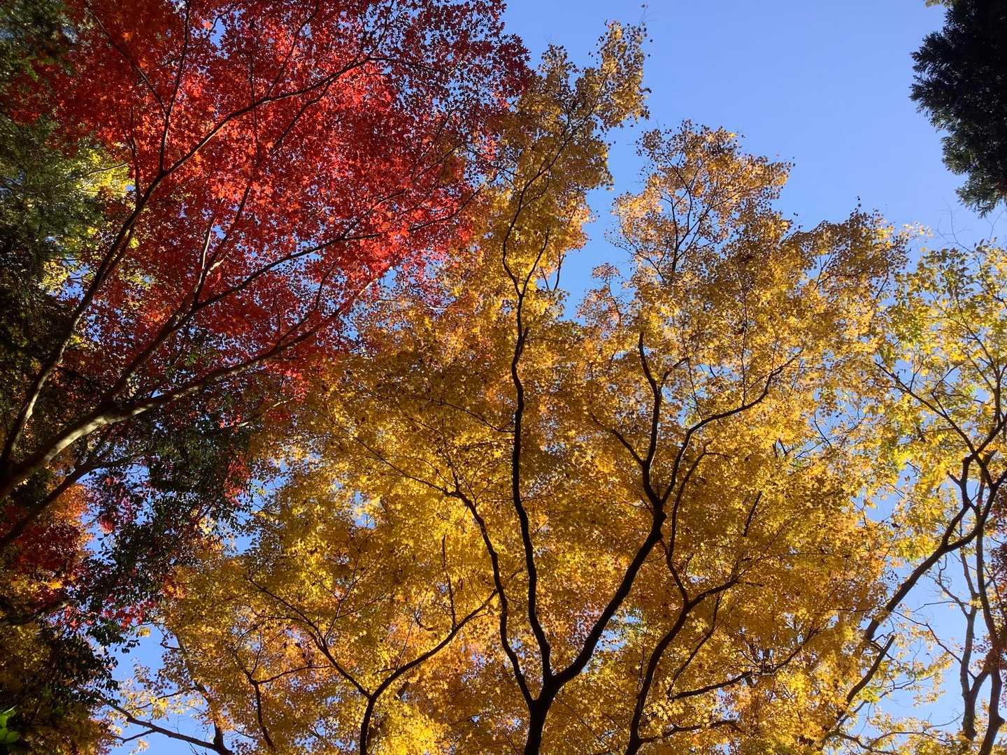 滝道を歩いています。

箕面大滝よりも滝道の方が紅葉が綺麗です^ ^
