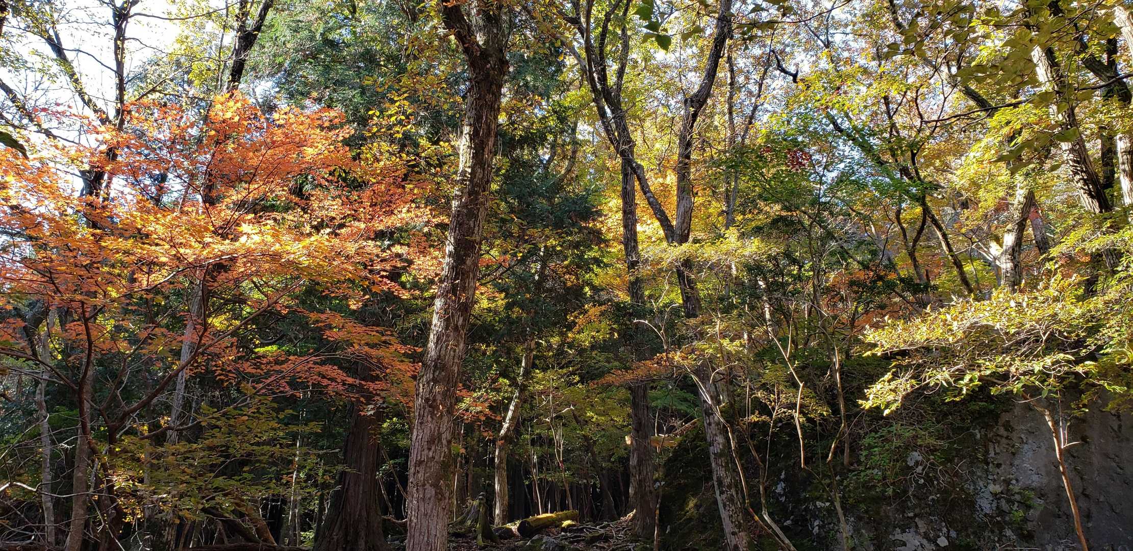 🍁身体全体癒されてます