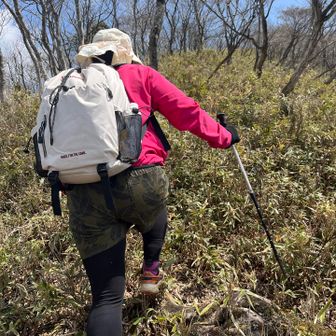 笹でルートが分かりにくいけど