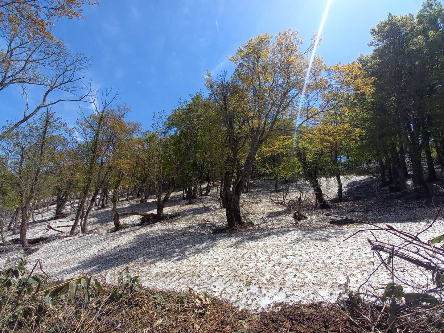 東岳登山口-東岳 往復コースの写真