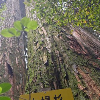 途中に夫婦杉発見！
仲良さそう😊
あやかりたいものだ😅