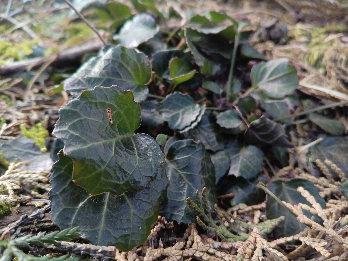 イワウチワがたくさん！1ヶ月もすれば花が咲き出すでしょう😌