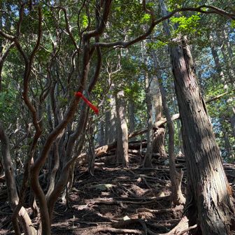広い尾根道って、登山道がわかりにくいですよね。でも、ちゃんとテープを貼って下さってます。感謝です。