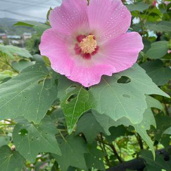 芙蓉