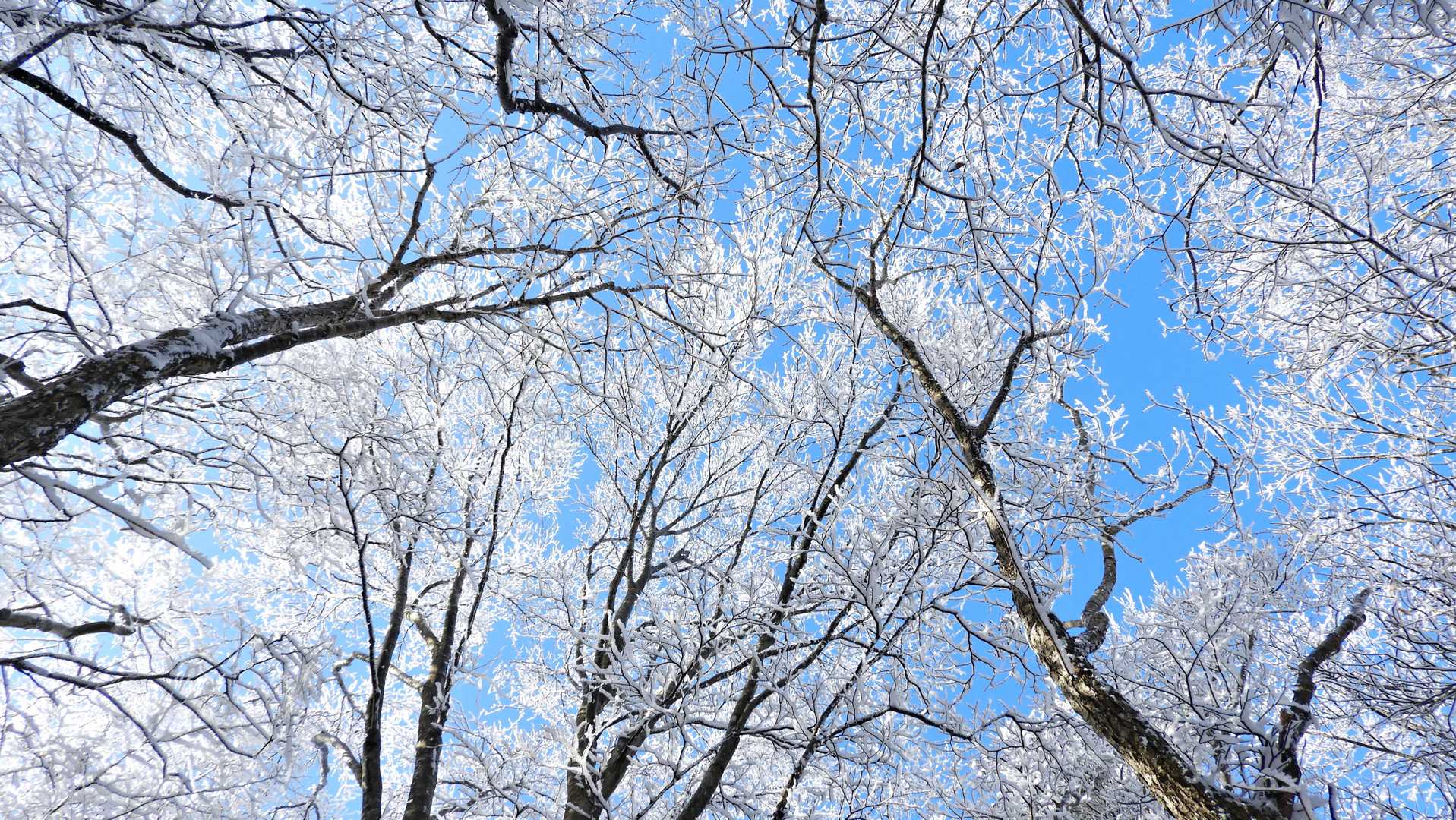 見上げると、樹霜がびっしり