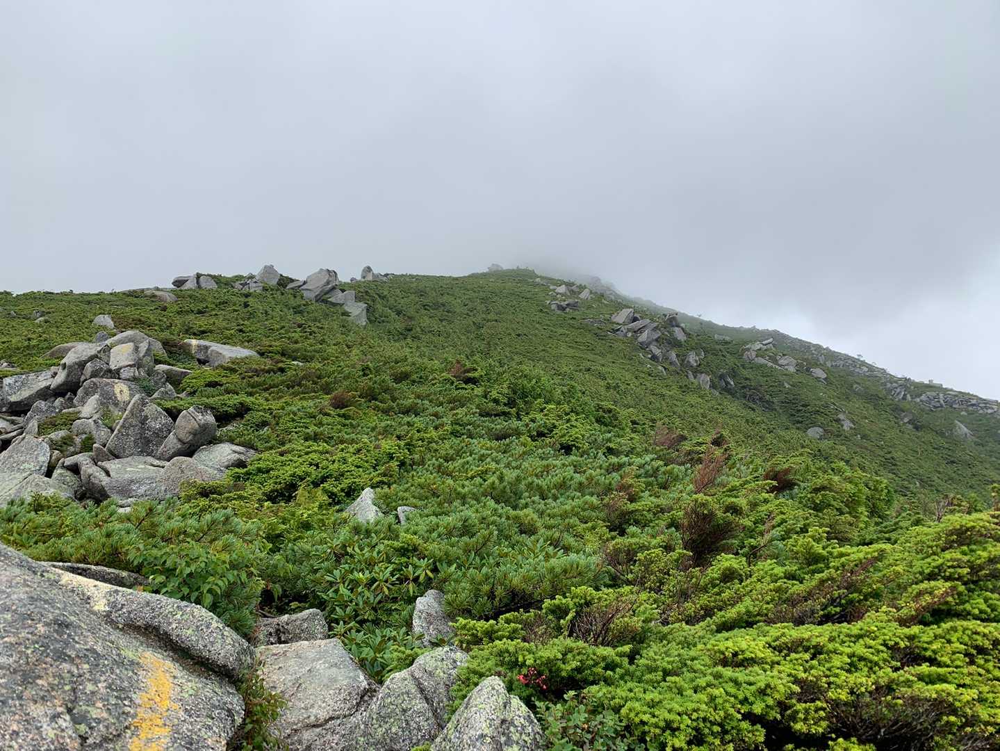 展望なし。森林限界まで進んで行きます⛰
