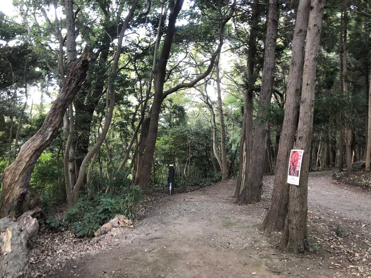 大磯駅-湘南平-高麗山公園入り口 周回コースの写真