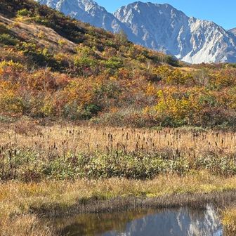 黒菱平まで下りて来た🙂
鎌池湿原のちっぽけな池に写るリフレクションも決して見逃さない😆