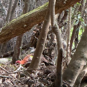 そして、、道に大きな鳥が、
大声をあげ過ぎて、、鳥は慌てて樹林帯の中に