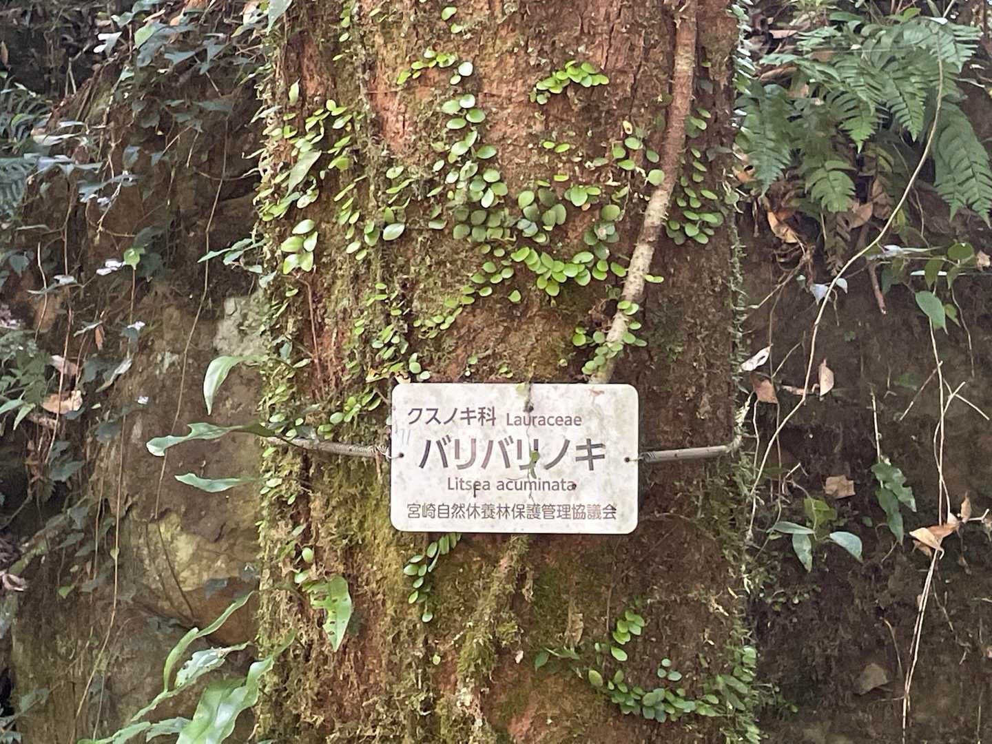 バリバリノキ
なんでこんな名前？と気になる😆

枝葉が音を立てて燃えることや、葉がこすれ合う音に由来するとされる。