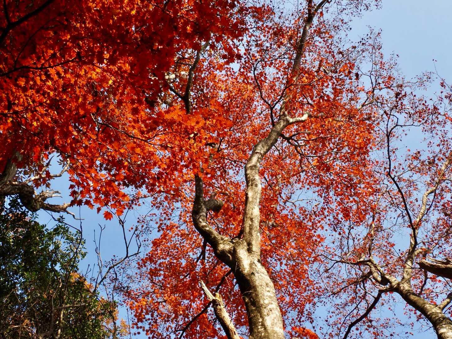 🍁
