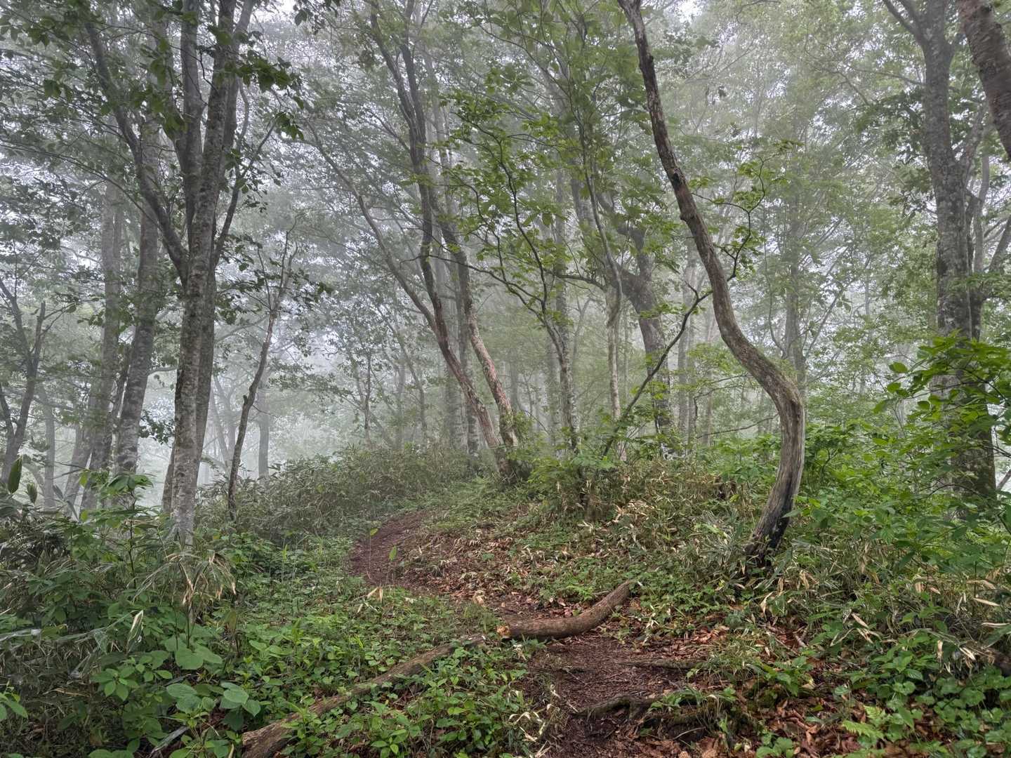 幻想的な森でした🌳