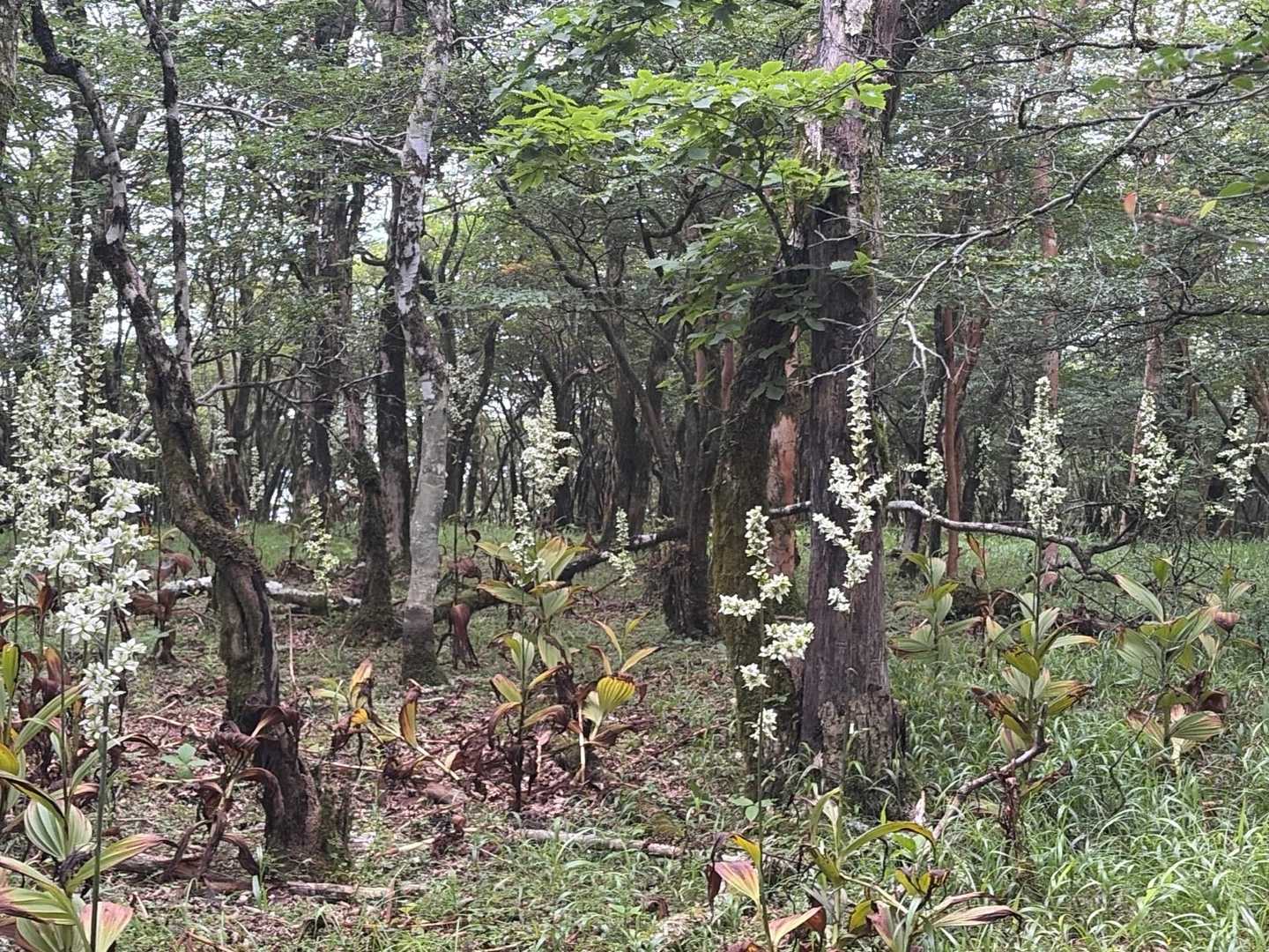 富士箱根トレイル（明神峠〜立山〜冨士浅間神社）の写真