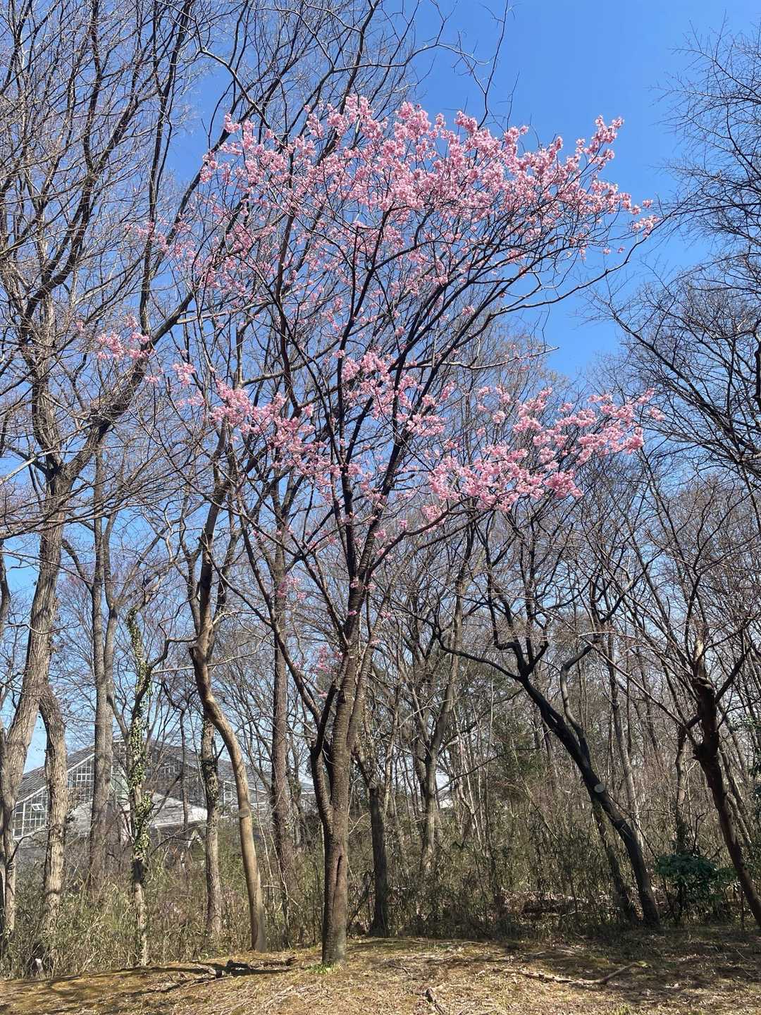 中岳-三毳山 周回コースの写真