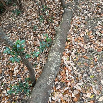 最後の登り
登山道の補強に倒木を使っている