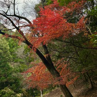今日イチの
真紅や( ´艸｀)