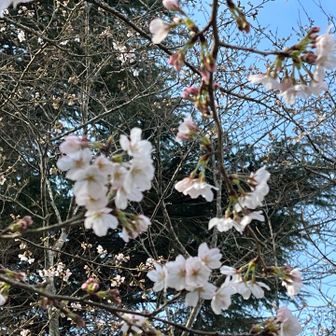 七分咲きくらいかな？