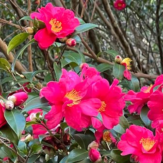 サザンカ ( 山茶花 )🌸🌸🌸
ここのサザンカは大きくて、人目を惹きます