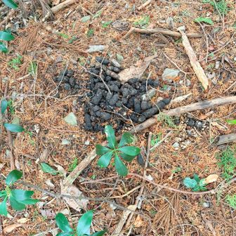 大量のフン…これは、クマ？新鮮な感じではないけど近くにいたら怖いので足早に通り過ぎました