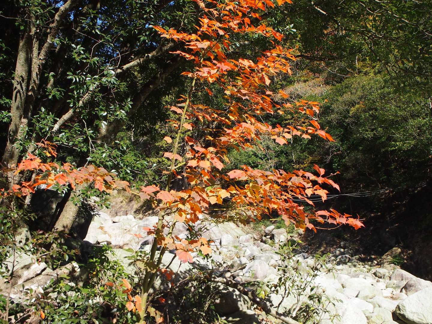 紅葉。
