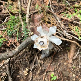 駒止付近でギンリョウソウ👻
梅雨明け間近でお疲れ気味の様子