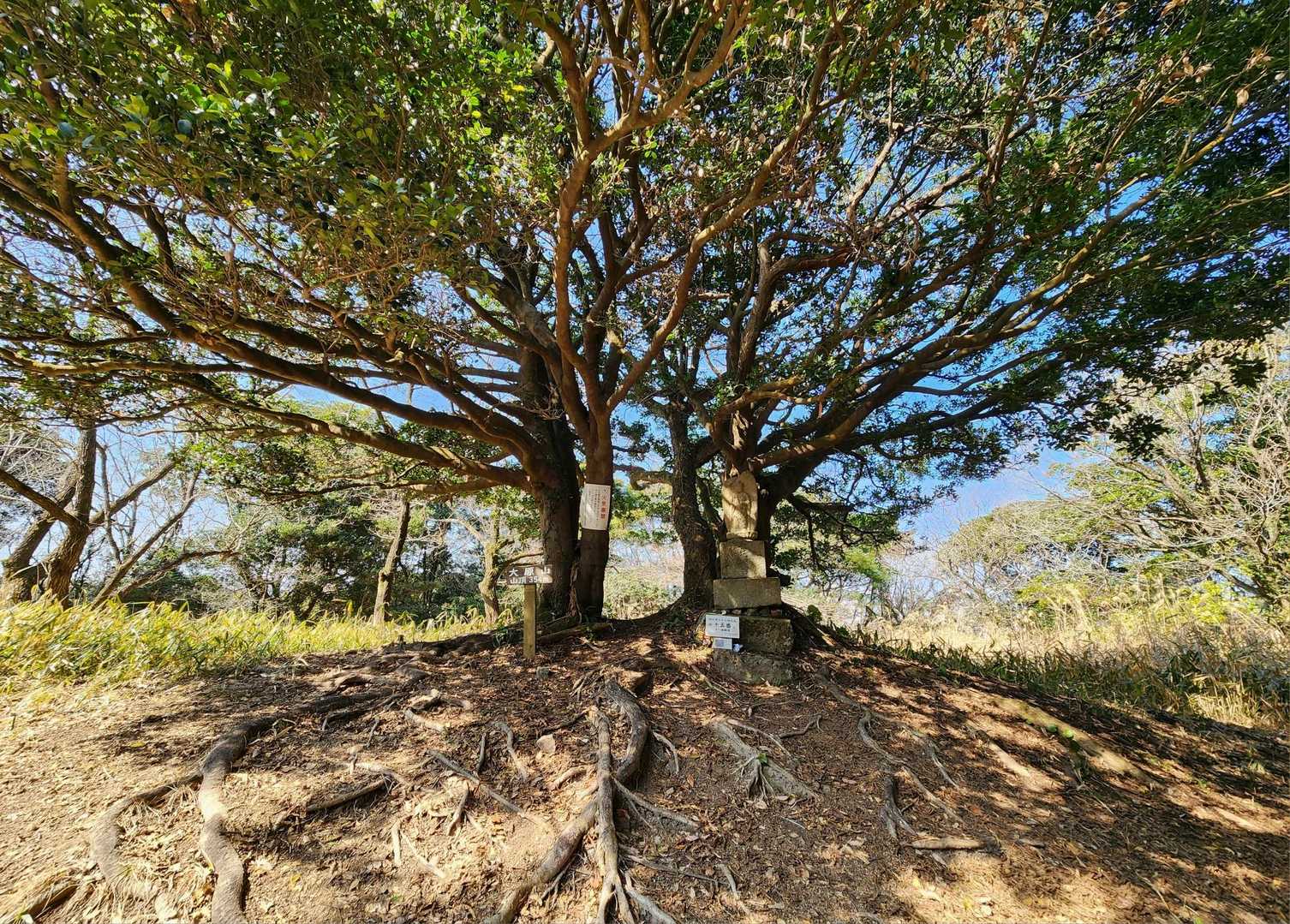 焼米ヶ原登山口-大原山 往復コースの写真