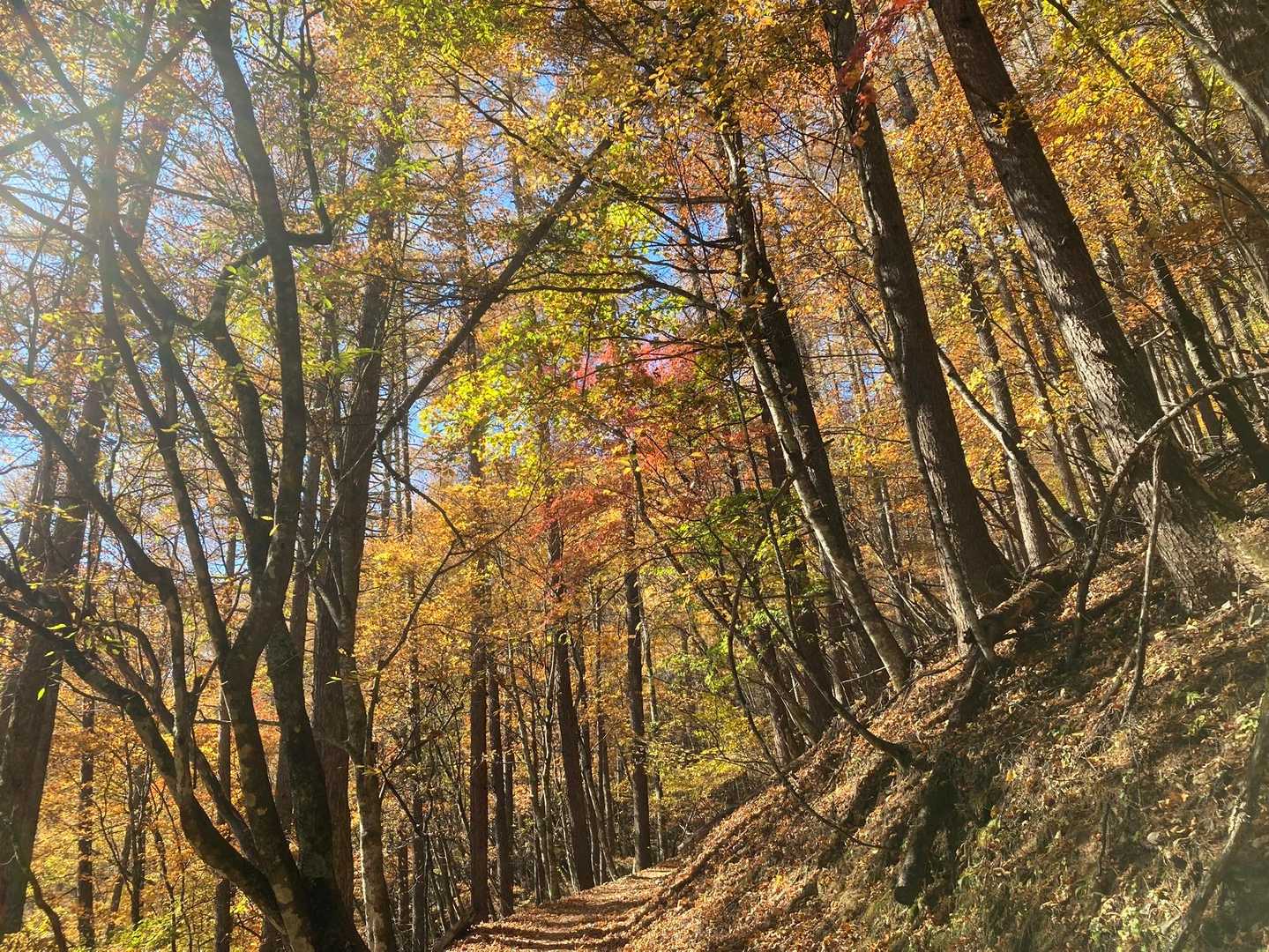 🍁紅葉の中をゆっくり歩く🚶‍♀️