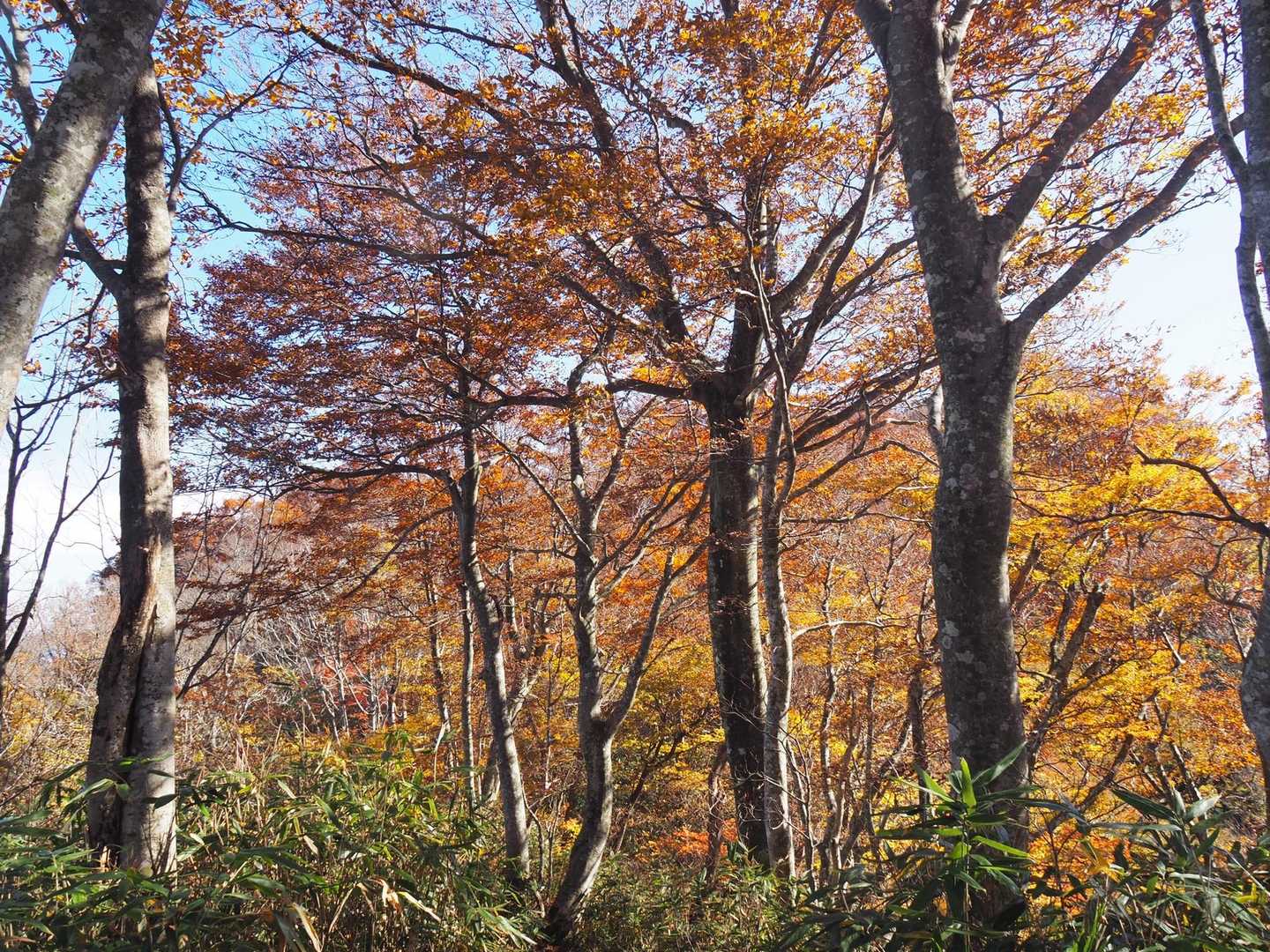 牛岳 周回コースの写真