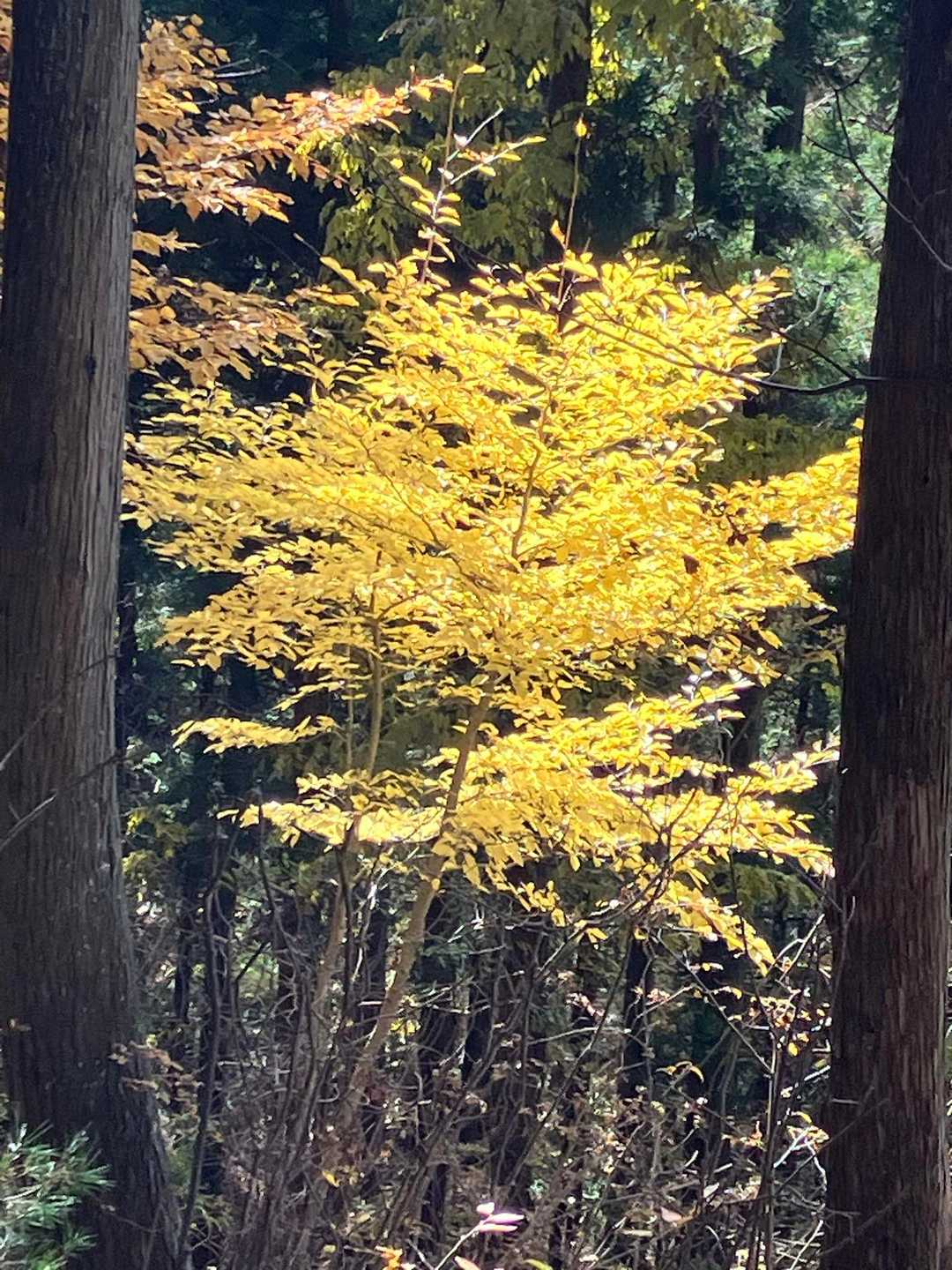 眩しいほどの黄色🍁　美しい😍💕