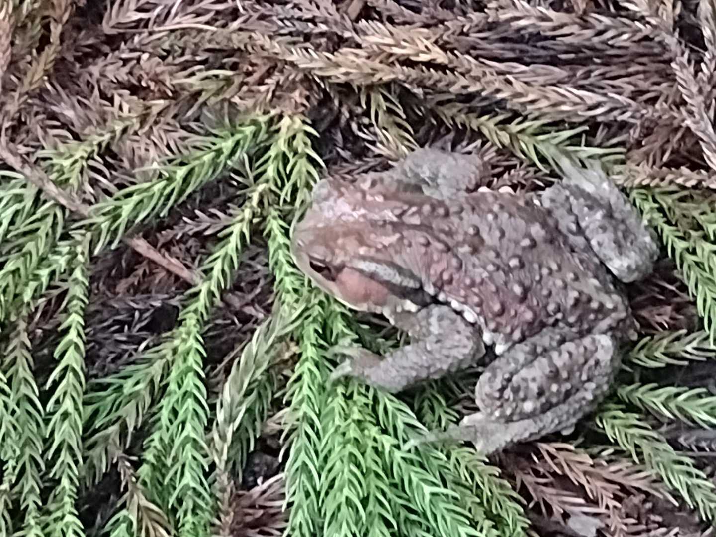 ヒキガエル🐸
５匹見たよ