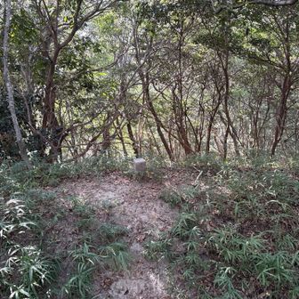 三角点🔺付近は、こんな感じ。眺望なし。
手前が凹んでいて、これはココが盗掘跡（埋葬された宝物や金属器を狙って、昔の人々が古墳の墳丘や石室を掘り荒らした痕跡）のため。そういえば、2つ前の写真に表示されてあった😲。