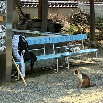 鐘楼横のベンチに荷物を置いていたのですが、参拝して帰ってきたら猫が2匹たむろっていました。