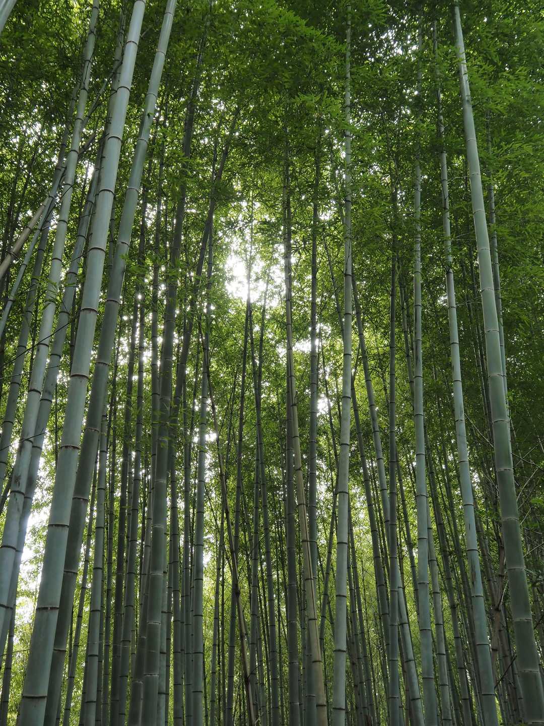 🎋竹林をパチリ。