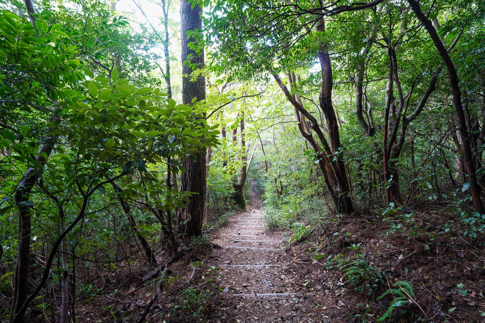 気持ちイイ登山道ですね。