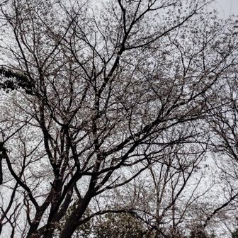岩屋の大桜🌸
満開です👏写真には良く撮れません😅😅