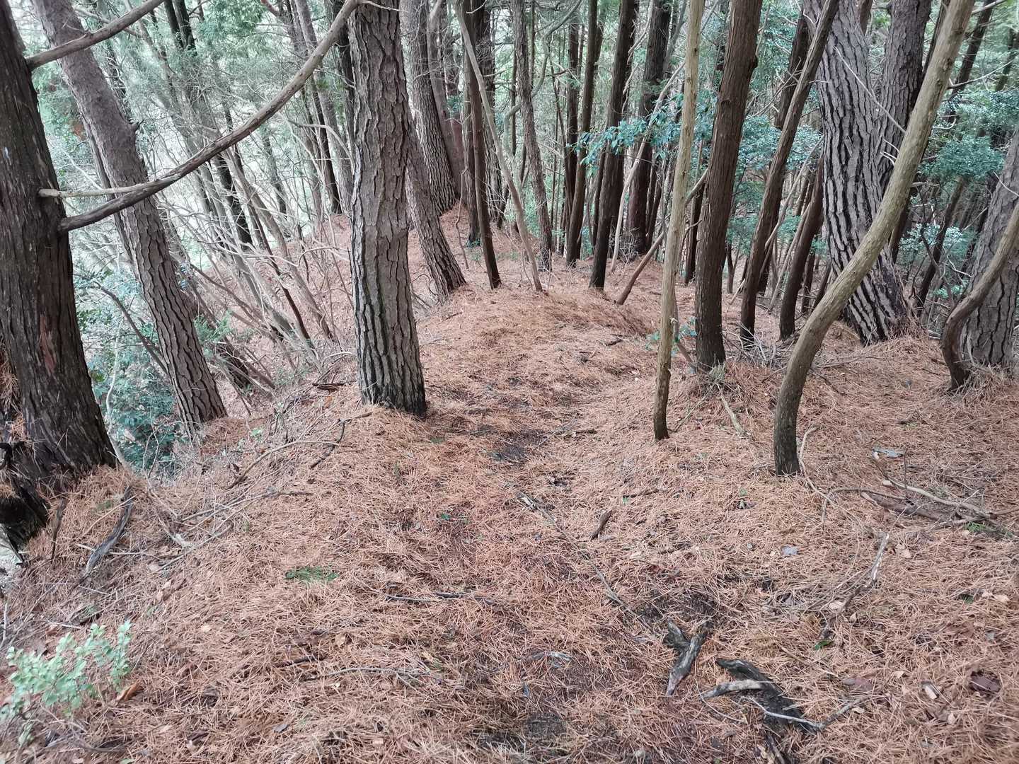 猿子城山へ向かいます🥾