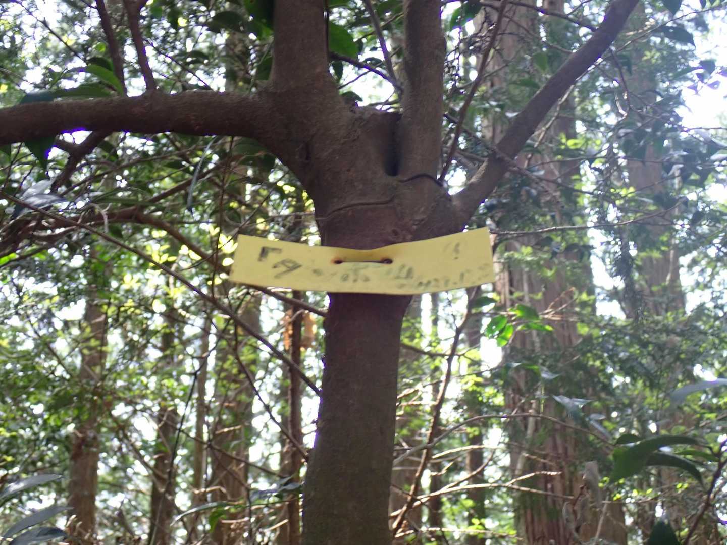 
山頂です
展望はありません
三角点あります