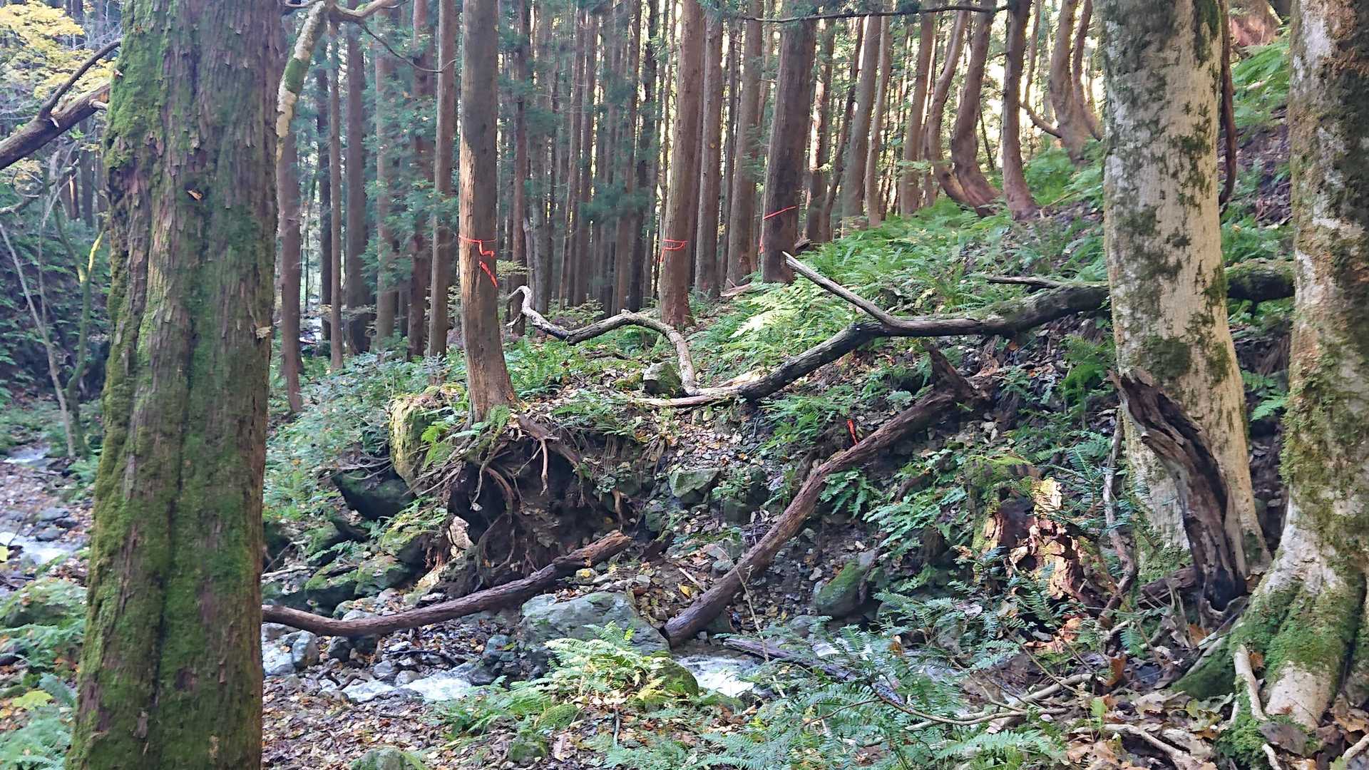 沢に戻ってきました♪

行きにも話しましたが
倒木のところは要注意。
跨いだら右方面へ。

事前調べで
反対側の左に
行っている方もいました。

和多志も『ん？』と思い
よく周囲を見て移動できたので
迷子にはなりませんでした。

迷子にならないように。
ご注意ください。

沢の方は、これでもかっ！と
いうくらいに
ピンクテープがあるので
迷うことはないと思います◎

付けてくださった方、
ありがとうございます🙏💕