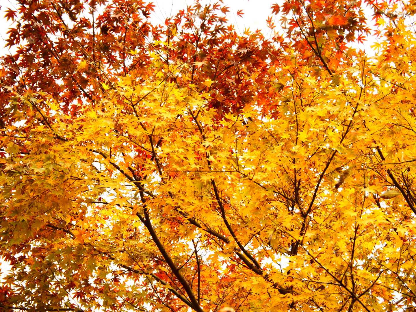 紅葉は登山口まで。
登山口からはほぼ枯れていました。