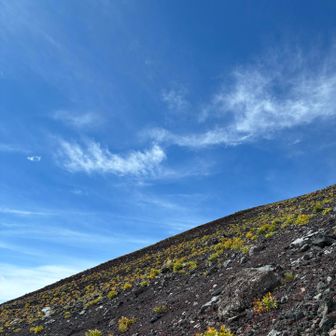 空も夏から秋へ
オンタデが秋色