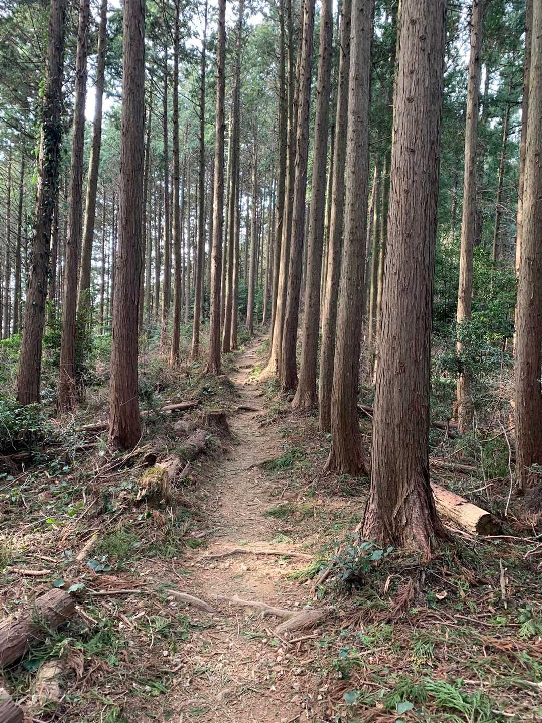 越生駅-高取山-根っこ山-大高取山-稲荷坂バス停 縦走コースの写真