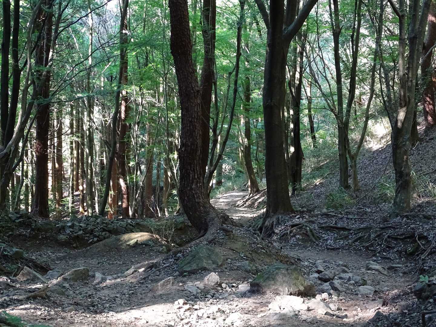 ロックガーデンを過ぎると歩きやすいです。