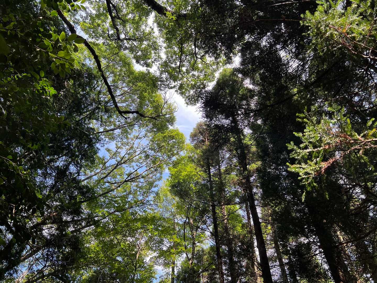 ずっと見上げたかった山ん中からの空。
年末からいろいろと物事動かしたから、
ちょっと一呼吸するのに良い時間となりました。
木々のおかげで、ほぼ影の中での活動。
直射日光から守ってくれた緑たち、
ありがとうございました🌲